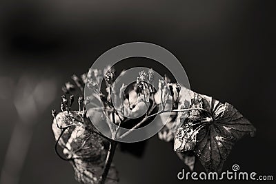 Withered hydrangea flower keeps its beautiful shape Stock Photo