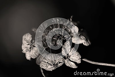 Withered hydrangea flower keeps its beautiful shape Stock Photo