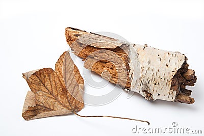 A withered leaf beside som tree Stock Photo