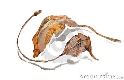 Withered leaves botanical watercolor sketch, brown and yellow autumn leaf Stock Photo