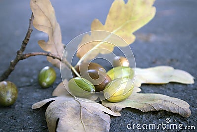 Withered oak branch and few unripe acorns lying on the asphalt Stock Photo