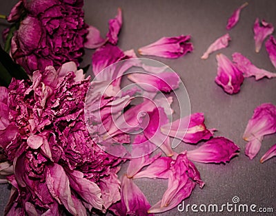 Withered peonies. Died flowers. Concept decay, death, end. Stock Photo