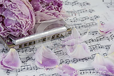 Withered pink peonies with harmonica are on the musical notes Stock Photo