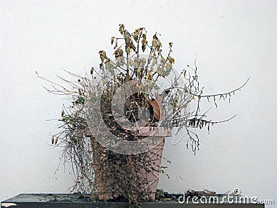 Withered Plant Stock Photo