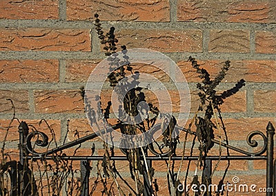 Withered plants in winter sun on terrace in front of brick wall Stock Photo