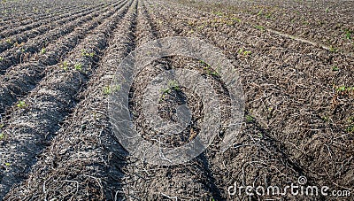 Withered potato plants in long converging ridges Stock Photo
