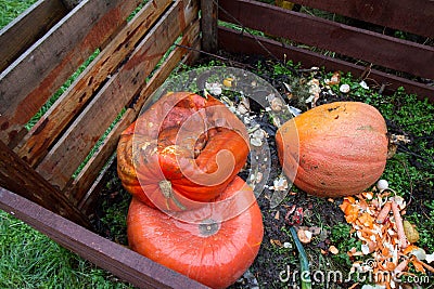 Withered pumpkins Stock Photo