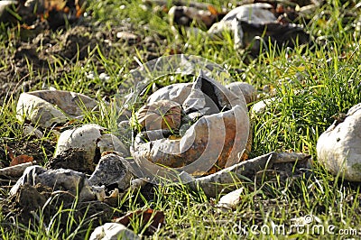 Withered pumpkins Stock Photo