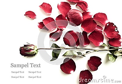 Withered rose with falling petals. Stock Photo