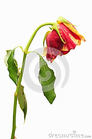 Withered rose over white Stock Photo