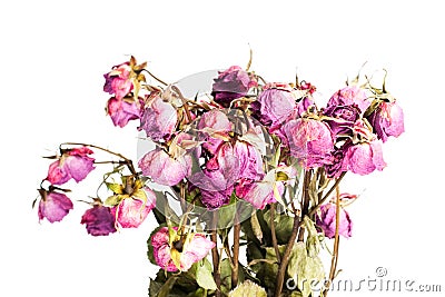 Withered Roses Stock Photo