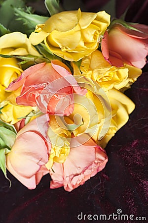 withered roses Stock Photo