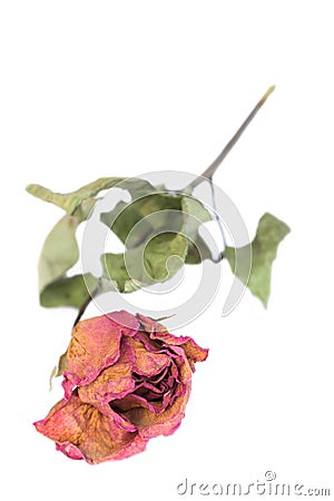 Withered roses and petals scattered on white background Stock Photo