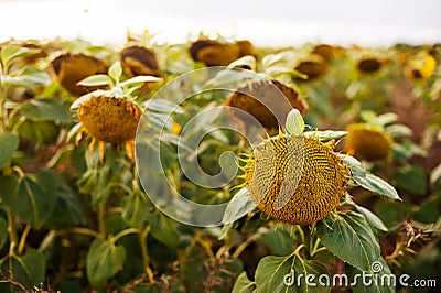 Withered Sunflowers. Ripened Dry Sunflowers Ready for Harvesting. Stock Photo