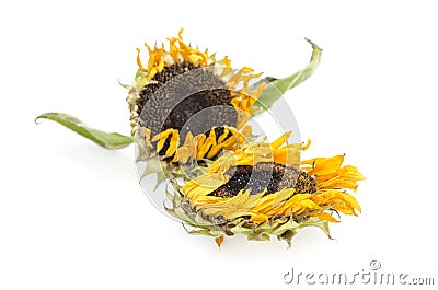 Withered sunflowers on Whitebackground,isolated. Stock Photo