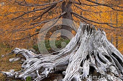 Withered tree stump Stock Photo