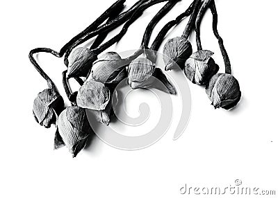 Withered Water lily , lotus Flowers on black and white backgrou Stock Photo