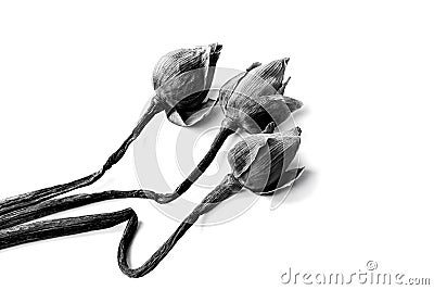 Withered Water lily, lotus Flowers on black and white backgrou Stock Photo