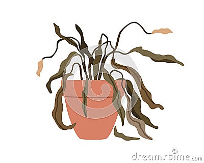 Withered wilted plant in pot. Foliage houseplant with dead dry leaves, sick ill leaf. Damaged dying spathiphyllum, faded Vector Illustration
