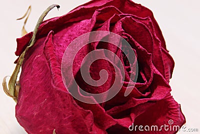 Withered wrinkled bud of a once blooming and fragrant rose Stock Photo