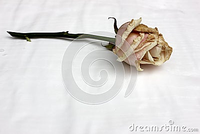 Withering rose on white. One beige old rose. Fading flower. The end of the flowering stage. Stock Photo