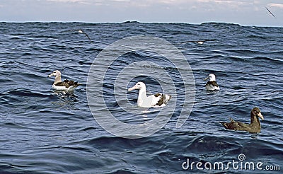 Grote Albatros, Wandering Albatross, Diomedea exulans, Witkapalbatros, Shy Albatross, Thalassarche cauta Stock Photo