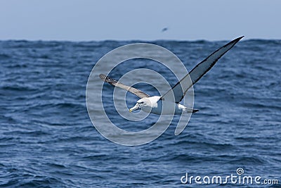 Witkapalbatros, Shy Albatross, Thalassarche cauta Stock Photo