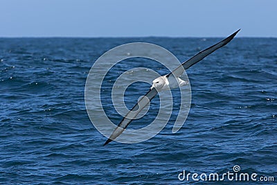 Witkapalbatros, Shy Albatross, Thalassarche cauta Stock Photo