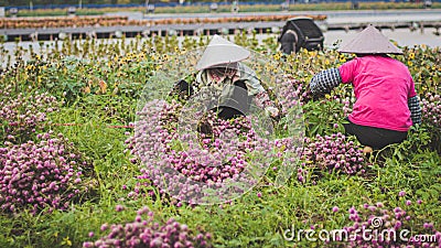 Nurturing Beauty: A Female Asian Farmer Planting Flowers with Dedication Stock Photo