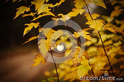 Golden Symphony: Autumn's Embrace with Yellow Leaves on Branches Stock Photo