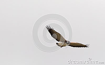 Witstaartbuizerd, White-tailed Hawk, Geranoaetus albicaudatus Stock Photo