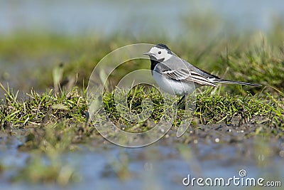 Witte Kwikstaart, White Wagtail, Motacilla alba Stock Photo