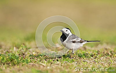 Witte kwikstaart, White Wagtail, Motacilla alba Stock Photo