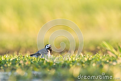 Witte kwikstaart, White Wagtail, Motacilla alba Stock Photo