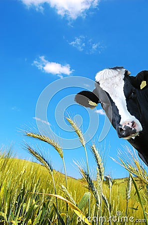 Witty cow, Dairy cow with prairie as background Stock Photo