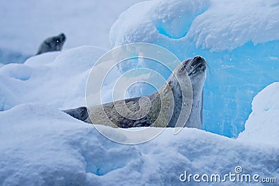 Wldlife close-up of crabeater seals (Lobodon carcinophaga) on iceberg Stock Photo