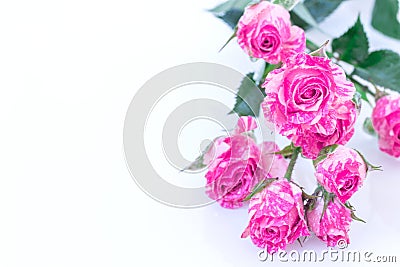 wo-Tone Pink Roses. Stock Photo