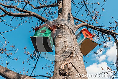 Wooden bird houses hanging on a tree in front of blue sky. Colorful birdhouses, nesting box for songbirds in park. Stock Photo