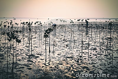 Wok Tum, Hin Kong, Plai Lem beach area of wetland with mangrove forest at Koh Pha ngan island beachfront sea shore area at low tid Editorial Stock Photo