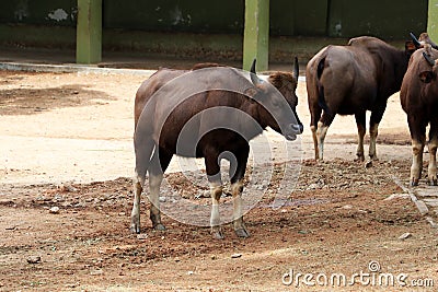 Wild animal Gaur standing looking downwards in Indian zoo Stock Photo