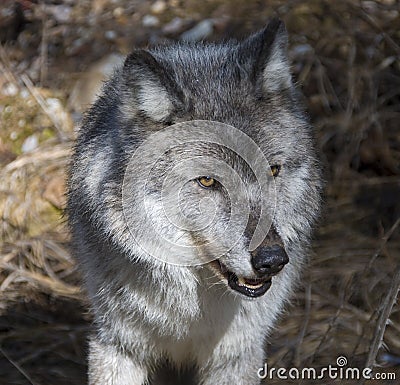 Wolf Stock Photo