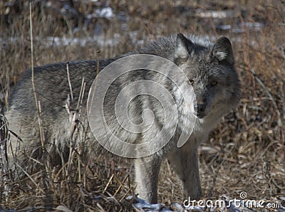 Wolf Stock Photo