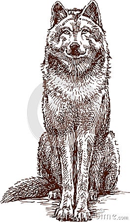 Wolf Vector Illustration