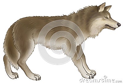 Wolf Stock Photo