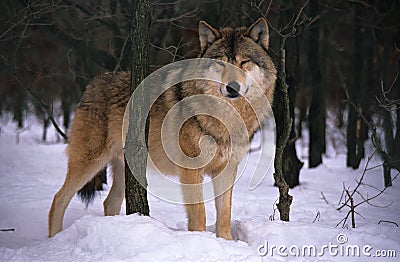 Wolf Stock Photo