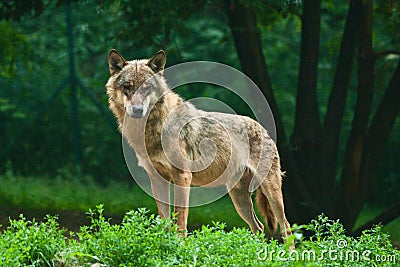 Wolf Stock Photo