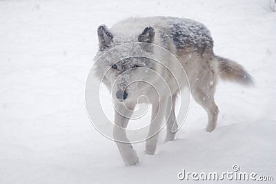 Wolf Stock Photo