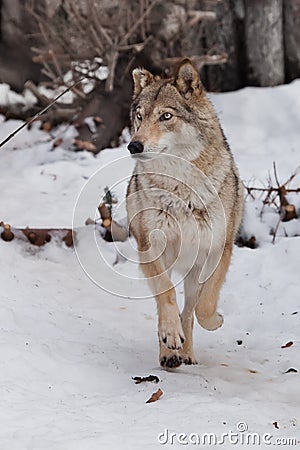 Wolf beautiful and cheerful proud standing with raised ears in the snow in the winter forest Stock Photo