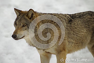 Wolf from Bialowieza / Poland Stock Photo