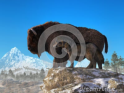 Wolf and Buffalo Stock Photo